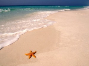 Starfish