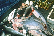 Shark slaughter