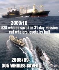 Sea Shepherd Save Lives