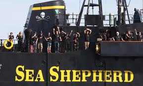 sea-shepherd