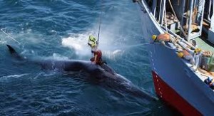 Sea Shepherd try to save whales