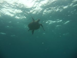 A turtle from below