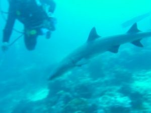 Us diving with sharks