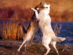 Two_wolves_fighting