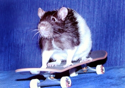 rat-race2