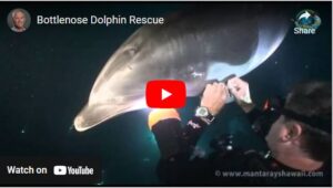 dlophin-rescue-video