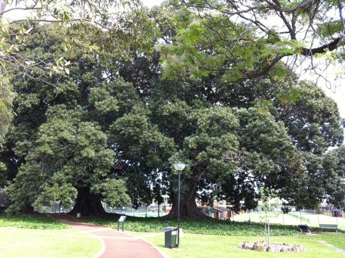 robertson-park-trees