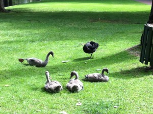 A Black Swan family at Hyde Park