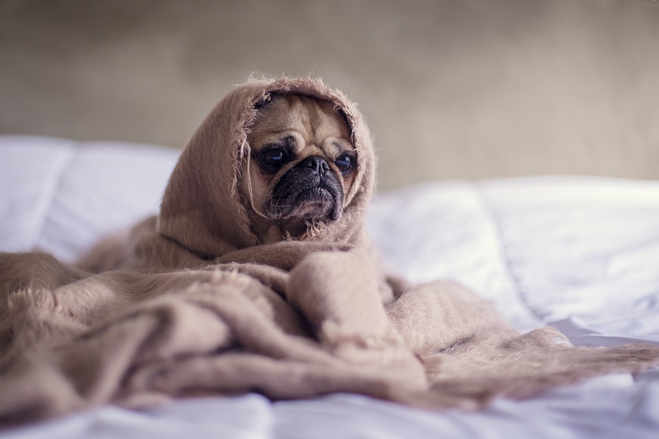 cosy-in-bed