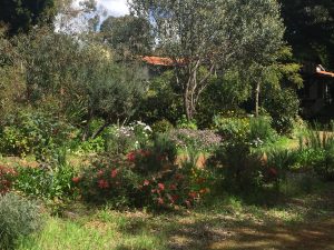 nature vs weeds is like the battle to protect your mind