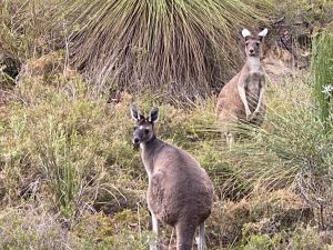 Kangaroos-by-Tony-Inman