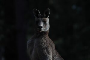 kangaroo-at-night