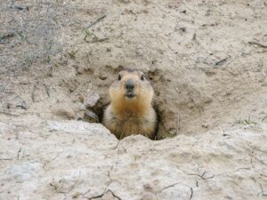 the-groundhog-effect