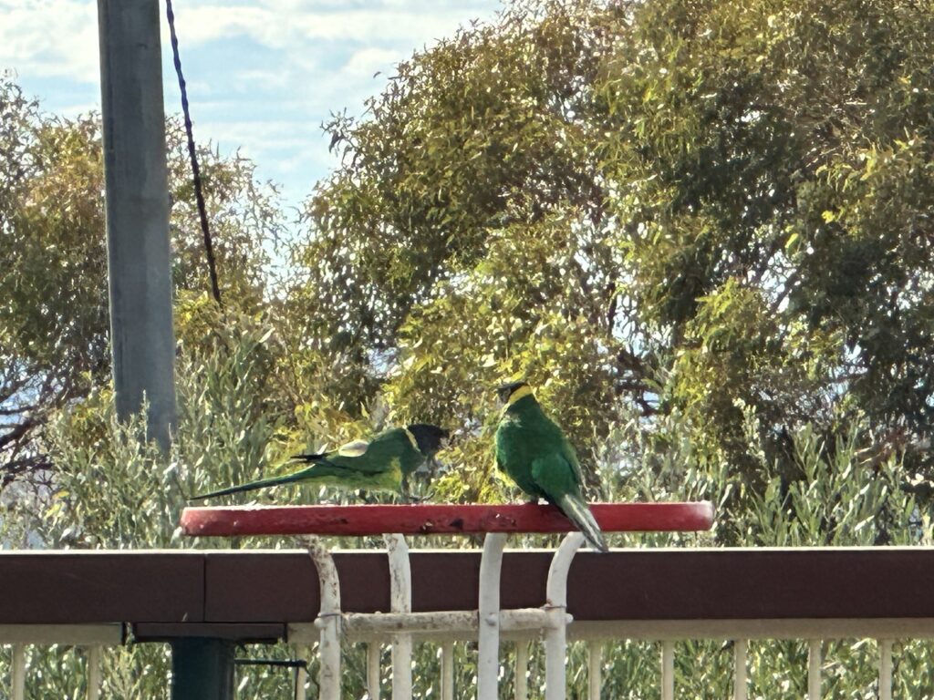 Ringneck-parrots