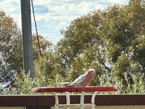 pink-and-grey-galah