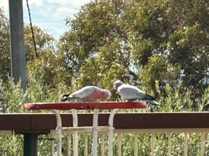 a-pair-of-galahs