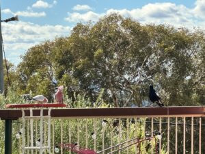 magpie-startles-galahs