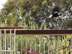 Magpie-flies-away