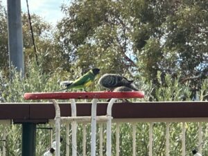 Parrot-and-Pigeon-chat