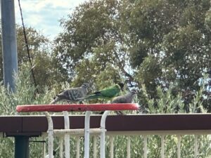 parrot-and-pigeons-share