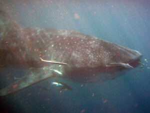 exmouth-whale-shark