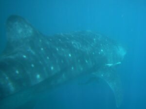 Whale Shark Swimming Past