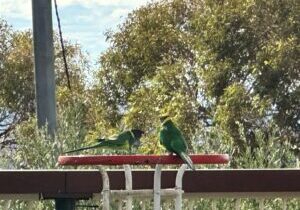 Ringneck-parrots