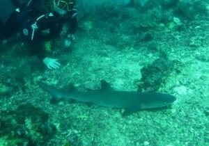 My buddy Jo with a reef shark at Sipadan