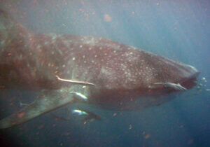 exmouth-whale-shark