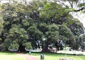 robertson-park-trees