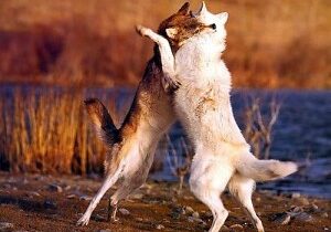 Two_wolves_fighting