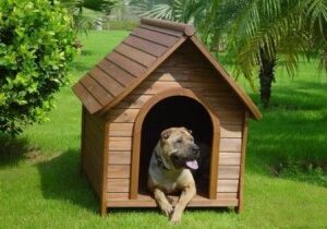 Dog in Kennel