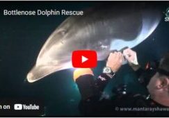 dlophin-rescue-video